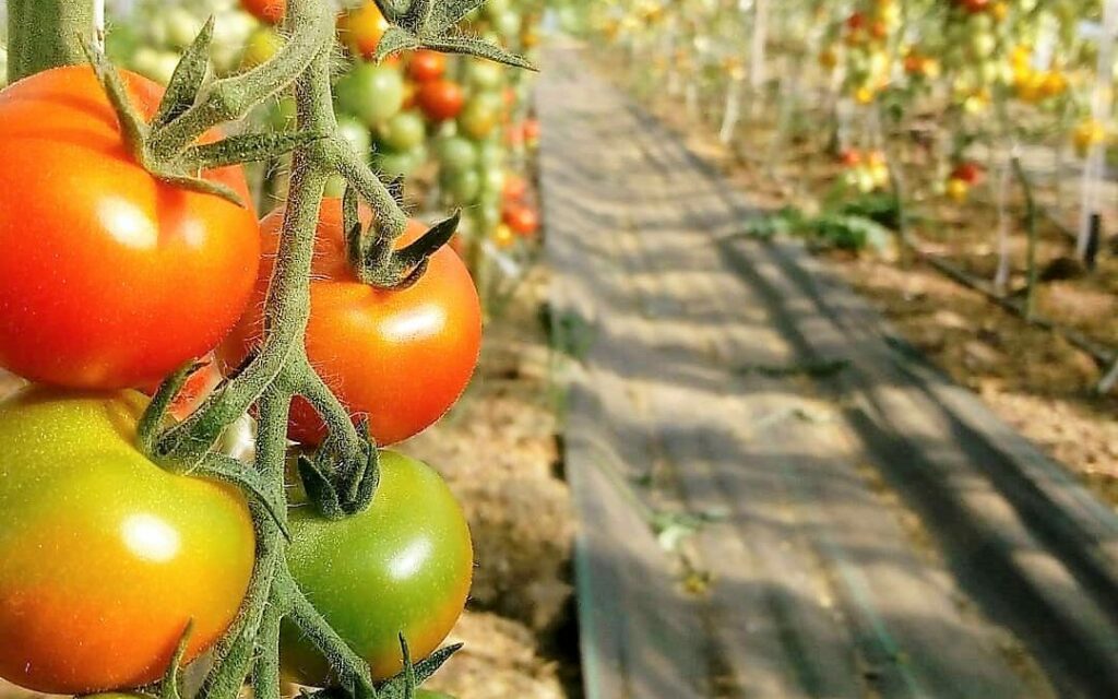 Biologische tomaten